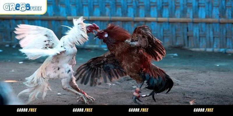 Ga888 Đá Gà Trực Tiếp Phát Sóng Mượt - Thông Tin Minh Bạch 4 4 sảnh đá gà trực tiếp uy tín, an toàn tại GA888