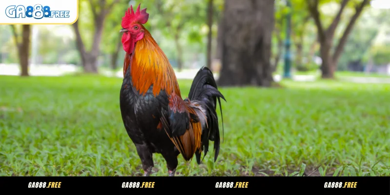 Cách nhận biết gà cựa nhật nguyệt giỏi