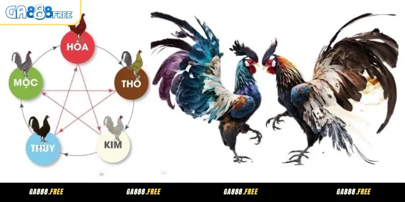 Cách phân loại màu mạng gà đá dựa vào ngũ hành