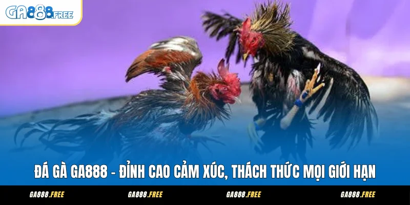 Đá Gà GA888 Hợp Tác Cùng NPH Lớn, Xem Đấu Gà Hấp Dẫn 1 Đá Gà GA888 - Đỉnh Cao Cảm Xúc, Thách Thức Mọi Giới Hạn