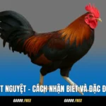 Gà Cựa Nhật Nguyệt - Cách Nhận Biết Và Đặc Điểm Nổi Bật
