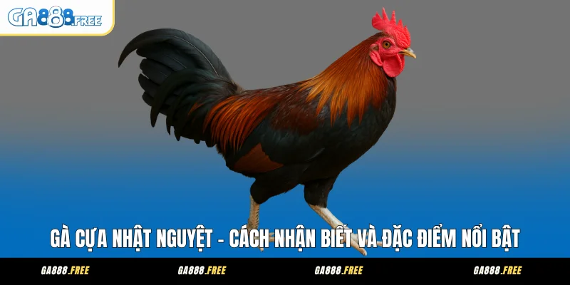 Gà Cựa Nhật Nguyệt - Cách Nhận Biết Và Đặc Điểm Nổi Bật