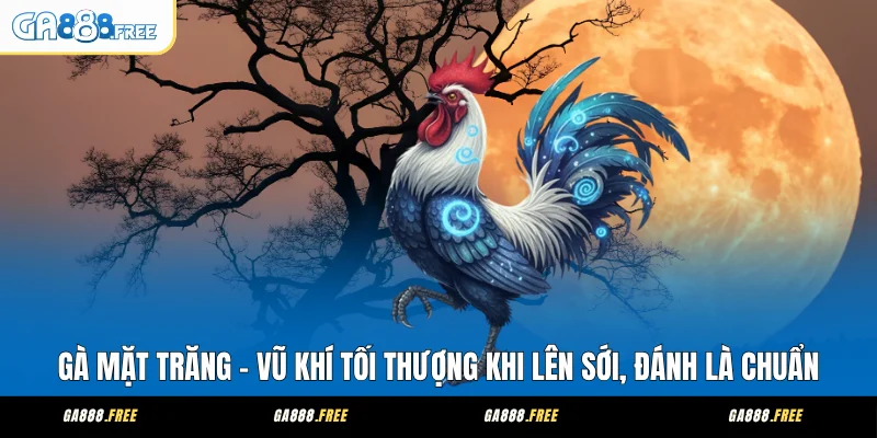 Gà Mặt Trăng - Vũ Khí Tối Thượng Khi Lên Sới, Đánh Là Chuẩn