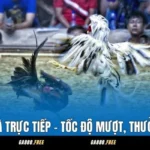GA888 Đá Gà Trực Tiếp - Tốc Độ Mượt, Thưởng Cực Cao