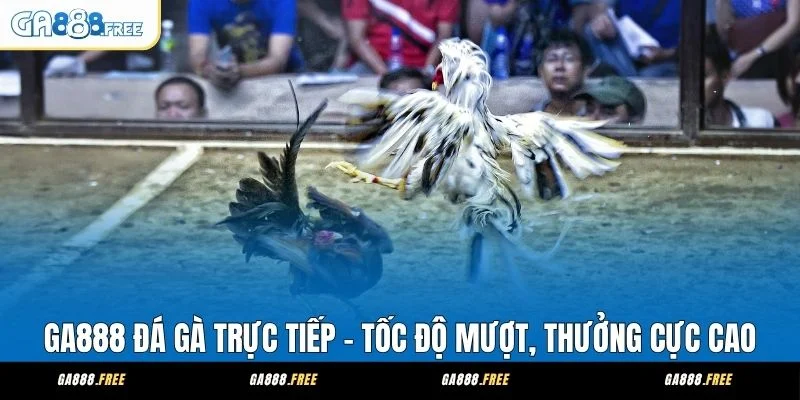 Ga888 Đá Gà Trực Tiếp Phát Sóng Mượt - Thông Tin Minh Bạch 1 GA888 Đá Gà Trực Tiếp - Tốc Độ Mượt, Thưởng Cực Cao