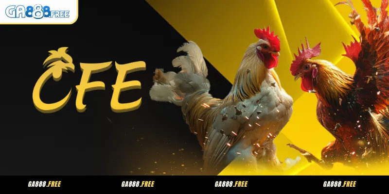 Sảnh CFE Không Gian Xem Đá Gà Trực Tuyến Sinh Động Tại Ga888 2 Giới thiệu sảnh CFE