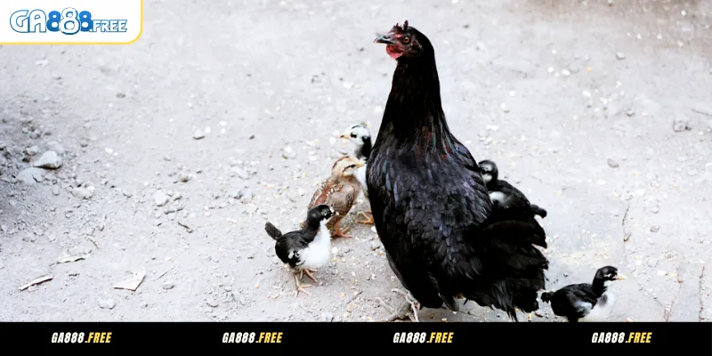 Làm giàu từ chăn nuôi gà đá bằng mô hình nhân giống