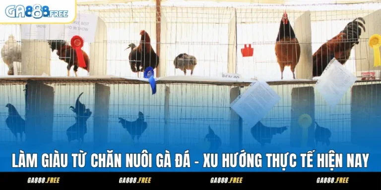 Làm Giàu Từ Chăn Nuôi Gà Đá – Xu Hướng Thực Tế Hiện Nay