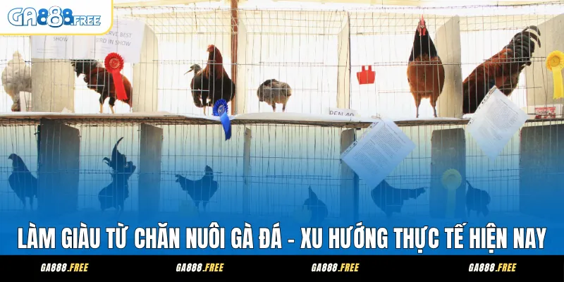 Làm Giàu Từ Chăn Nuôi Gà Đá – Xu Hướng Thực Tế Hiện Nay