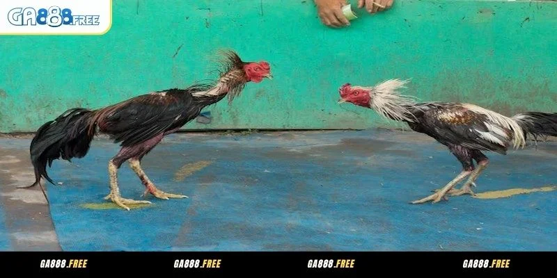 Ga888 Đá Gà Trực Tiếp Phát Sóng Mượt - Thông Tin Minh Bạch 3 Lợi ích không thể bỏ qua khi xem GA888 đá gà trực tiếp