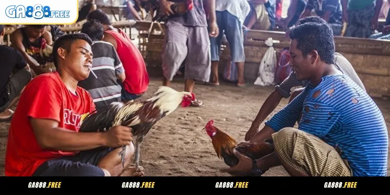 Quy định cân & phân hạng trong luật đá gà