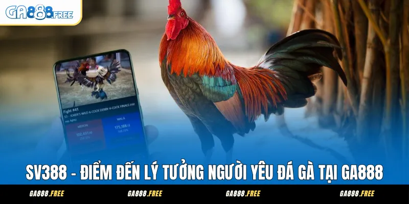 SV388 – Điểm Đến Lý Tưởng Người Yêu Đá Gà Tại GA888